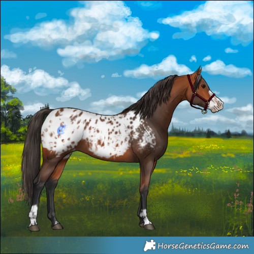 Horse Color:Bay Appaloosa  and Bay Frame Appaloosa 