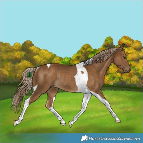 Horse Color:Chocolate Palomino Tobiano Rabicano 