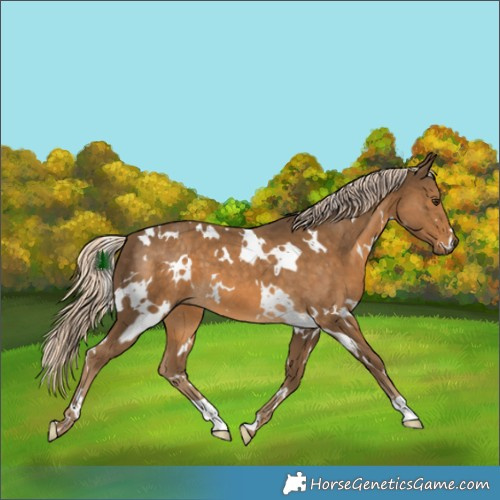 Horse Color:White Spotted Chocolate Palomino 
