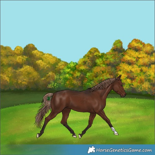 Horse Color:Liver Chestnut 