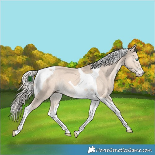 Horse Color:Cremello Tobiano 
