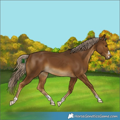 Horse Color:Chocolate Palomino 