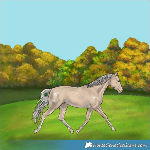 Horse Color:White Spotted Cremello 