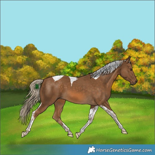 Horse Color:Chocolate Palomino Tobiano 