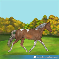 Horse Color:Chocolate Palomino Tobiano 