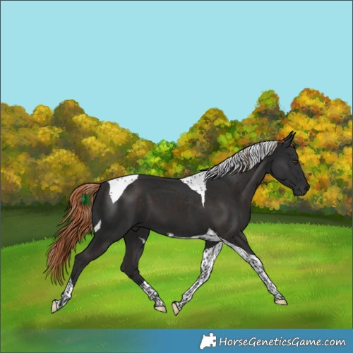 Horse Color:Liver Chestnut Tobiano 