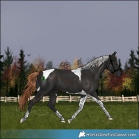 Horse Color:Liver Chestnut Tobiano 