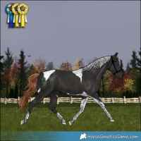 Horse Color:Liver Chestnut Tobiano 