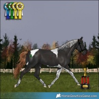 Horse Color:Liver Chestnut Tobiano