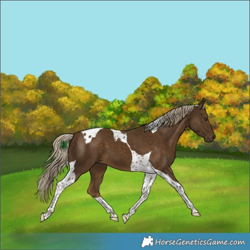 Horse Color:Chocolate Palomino Tobiano 