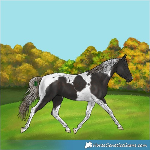 Horse Color:Liver Chestnut Tobiano 