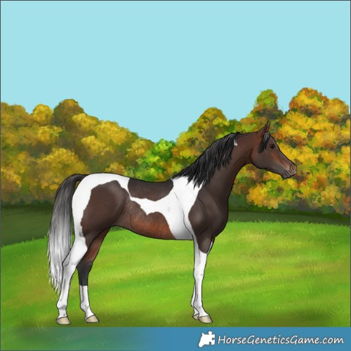Horse Color:Brown Tobiano Rabicano 