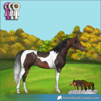 Horse Color:Brown Tobiano Rabicano 