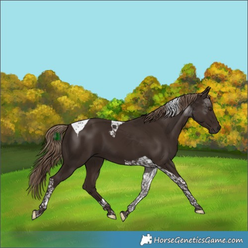 Horse Color:Liver Chestnut Tobiano 