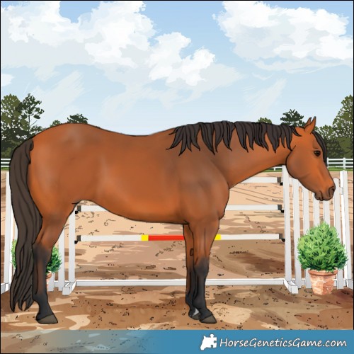 Horse Color:Bay 