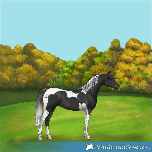 Horse Color:Brown Tobiano 