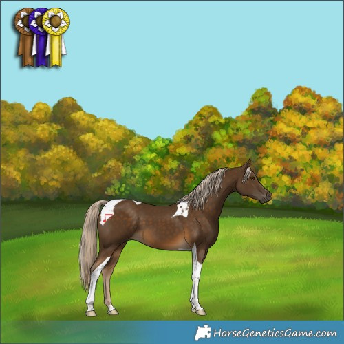 Horse Color:Chocolate Palomino Tobiano 