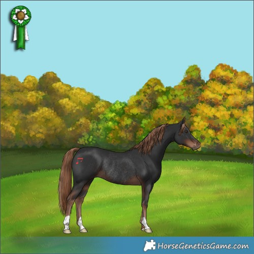 Horse Color:Liver Chestnut Rabicano 