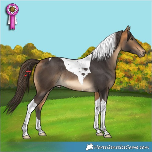 Horse Color:Buckskin Tobiano Rabicano