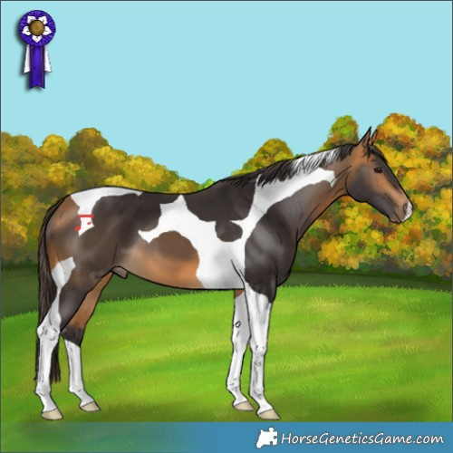 Horse Color:Buckskin Tobiano 