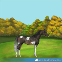 Horse Color:Buckskin Tobiano Rabicano