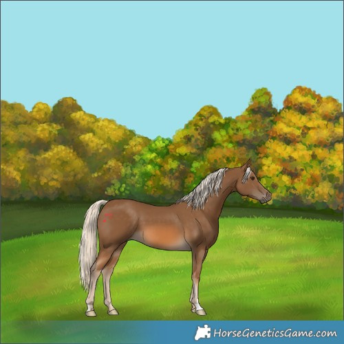 Horse Color:Chocolate Palomino 