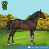 Horse Color:Brown Tobiano 