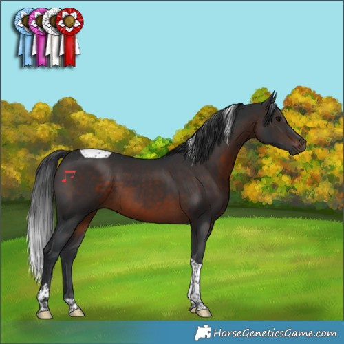Horse Color:Brown Tobiano