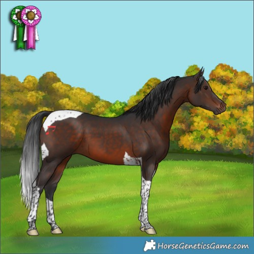 Horse Color:Brown Tobiano 