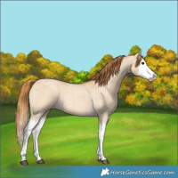 Horse Color:Red Dun Roan Splash Frame Rabicano