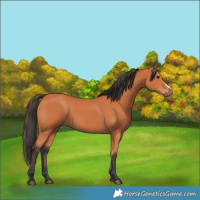 Horse Color:Bay Frame 