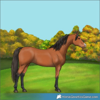 Horse Color:Bay Frame 