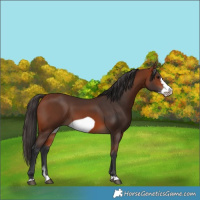 Horse Color:Bay Frame