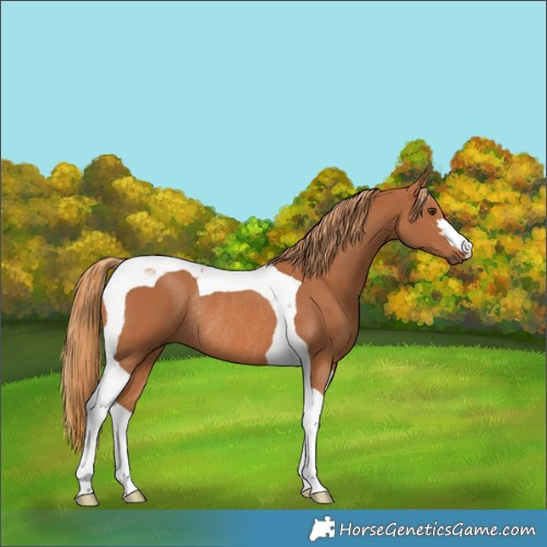 Horse Color:Chestnut Tobiano Rabicano