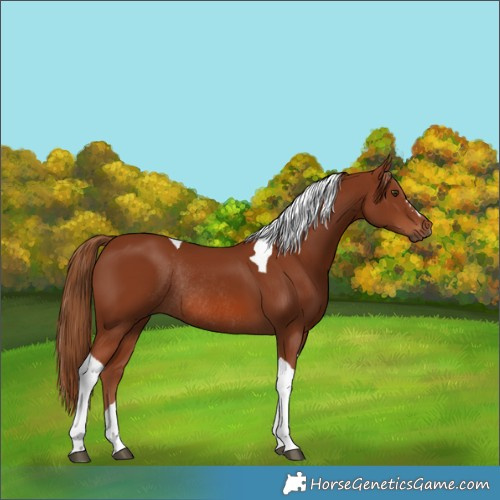 Horse Color:Chestnut Tobiano Rabicano