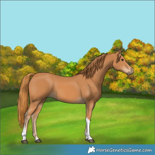 Horse Color:Chestnut Tobiano Rabicano