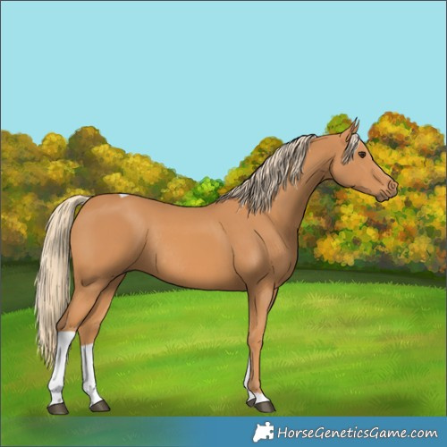 Horse Color:Chestnut Tobiano Rabicano