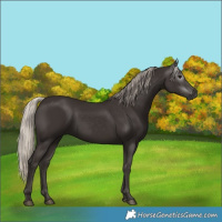 Horse Color:Gray Silver Black 