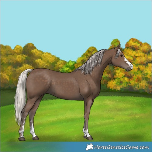 Horse Color:Silver Black