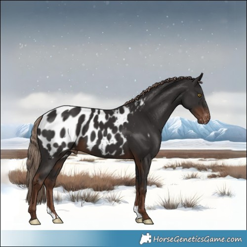 Horse Color:Liver Chestnut Near Leopard 