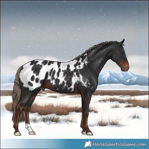 Horse Color:Liver Chestnut Near Leopard 