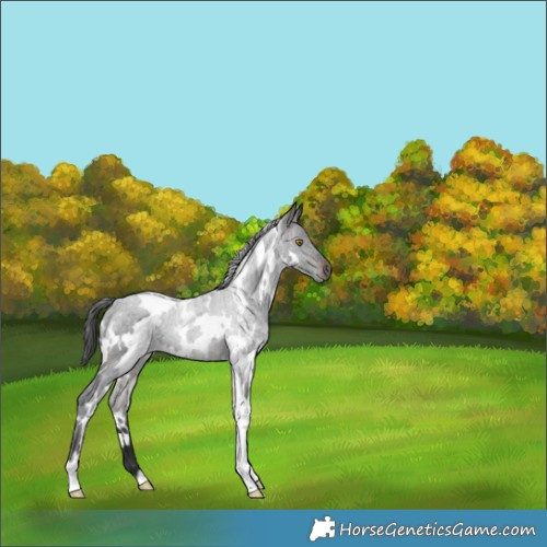 Horse Color:White Spotted Brown 