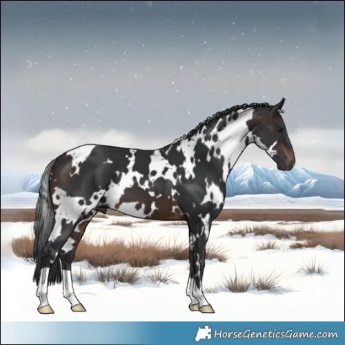 Horse Color:White Spotted Brown 