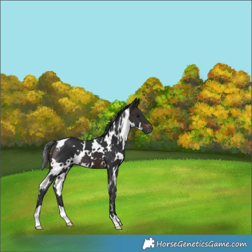 Horse Color:White Spotted Brown 