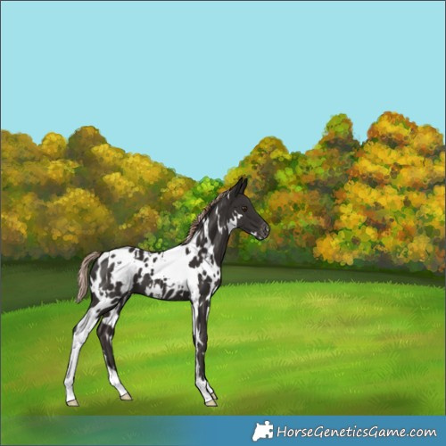 Horse Color:White Spotted Liver Chestnut Appaloosa