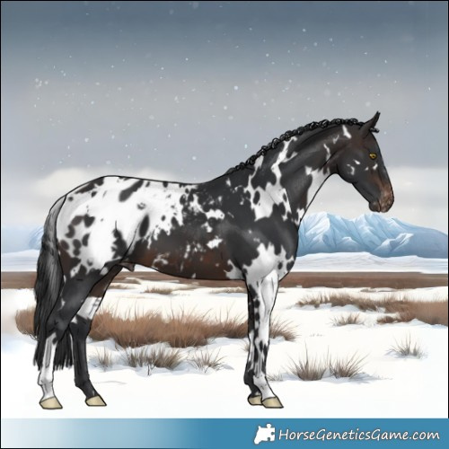 Horse Color:White Spotted Brown Near Leopard 