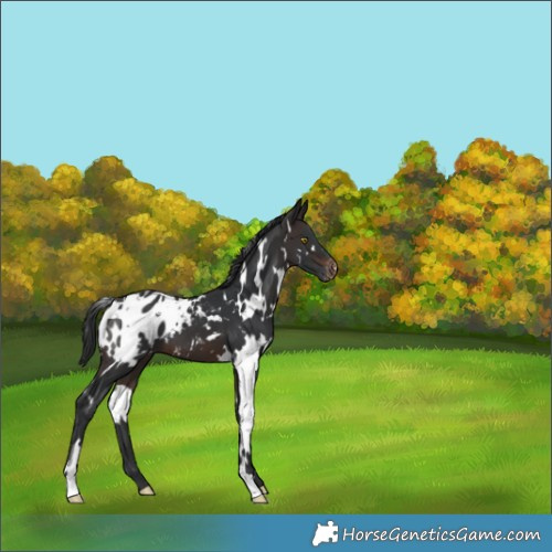 Horse Color:White Spotted Brown Appaloosa 