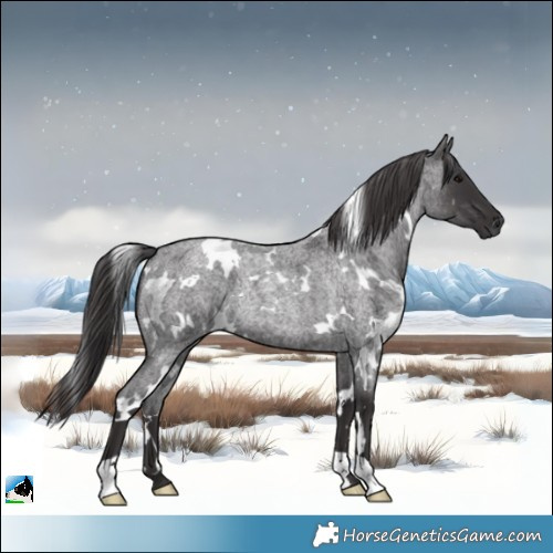 Horse Color:White Spotted Smoky Blue Roan Rabicano 
