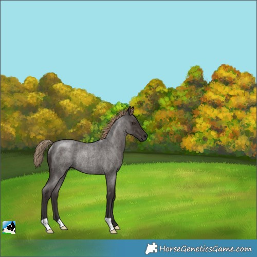 Horse Color:Liver Red Roan Rabicano