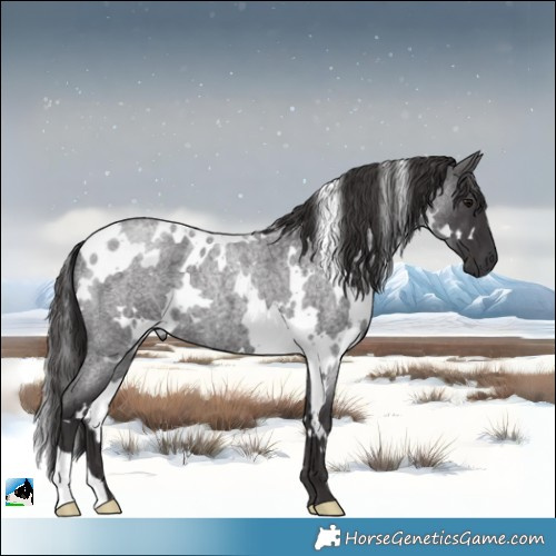 Horse Color:White Spotted Smoky Blue Roan 